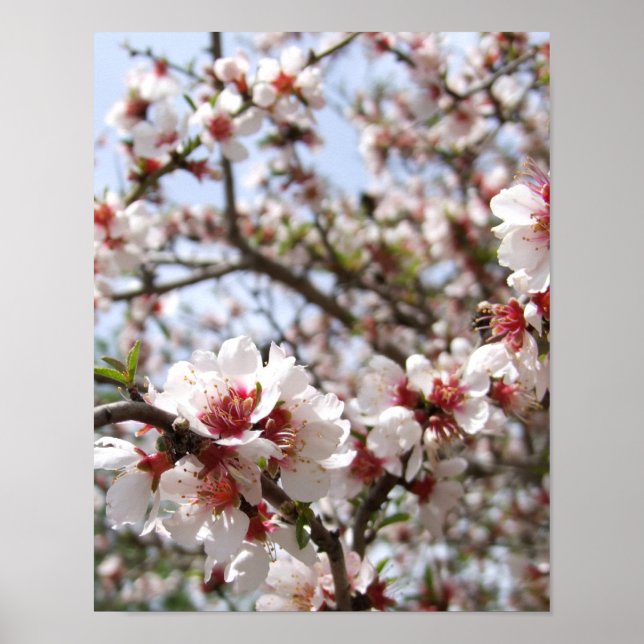 Rosa Träd Blommar Poster (Framsidan)