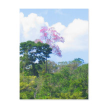 Rosa Träd Venezuela Jungle Ligge