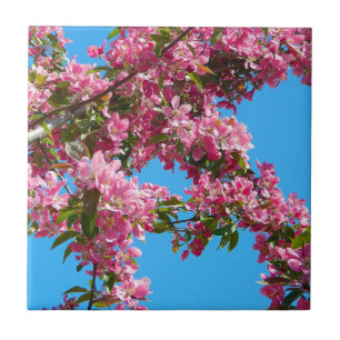 Rosa Trädblom och Blå Himmel Kakelplatta