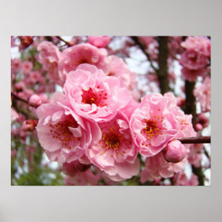Rosa trädblommor konsttryck posters Vår