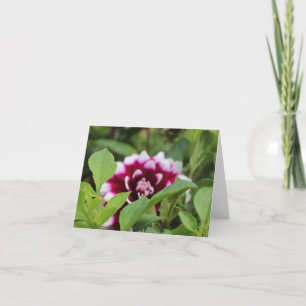 Rosa Trädgårdsdahlia Mors Dag  Helgkort