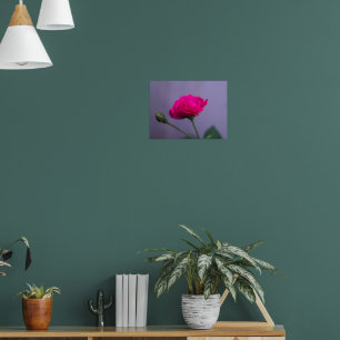 Rosa trädgårdsros poster