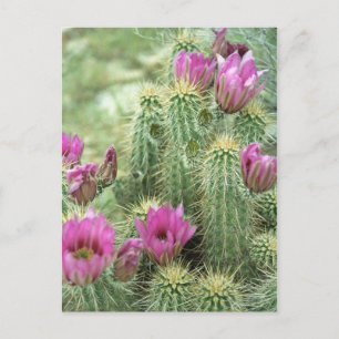 Rosa Trill Bloom Cactus Arizona Photo Postcard Vykort