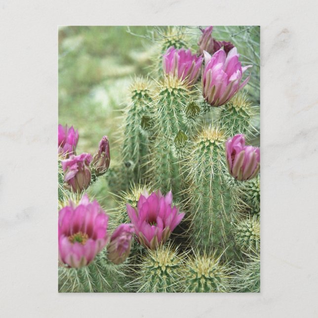Rosa Trill Bloom Cactus Arizona Photo Postcard Vykort (Framsida)