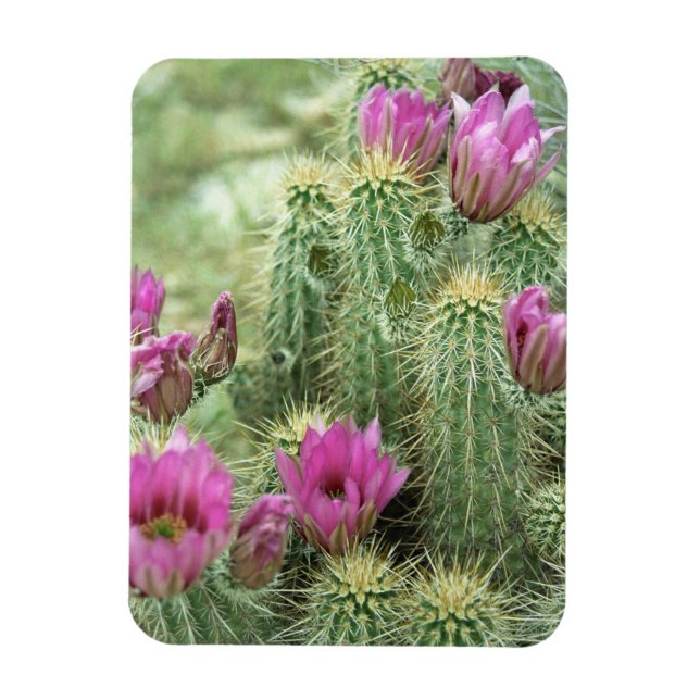 Rosa Trill Bloom Cactus Decorative Fridge Magnets Magnet (Vertikal)