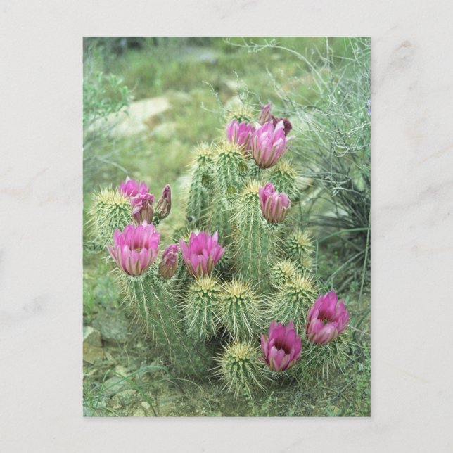 Rosa Trill Desert Sonoran Arizona Photo Postcard Vykort (Framsida)