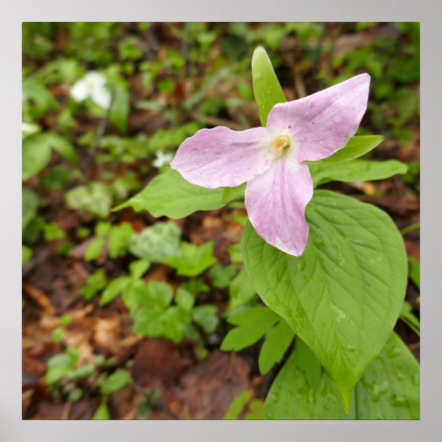 Rosa Trillium Flower Poster (Framsidan)