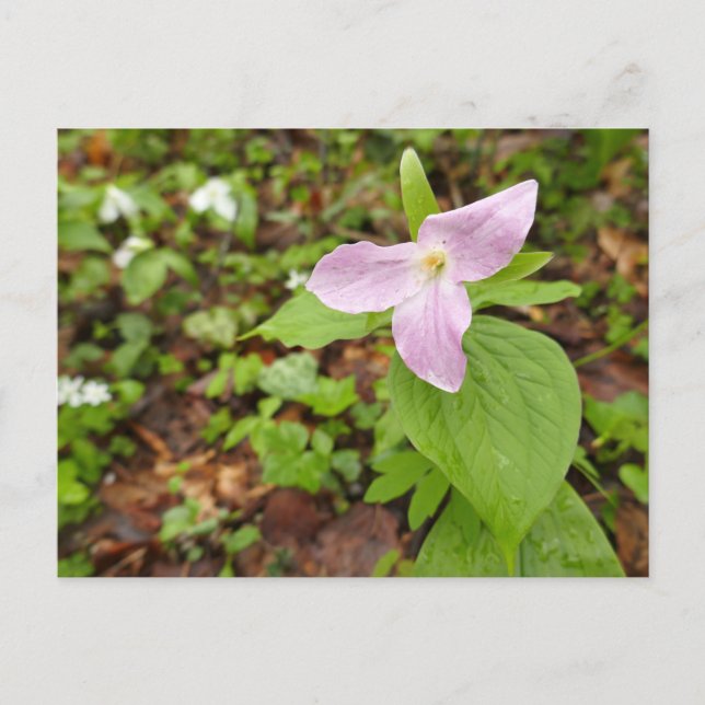 Rosa Trillium Flower Vykort (Framsida)