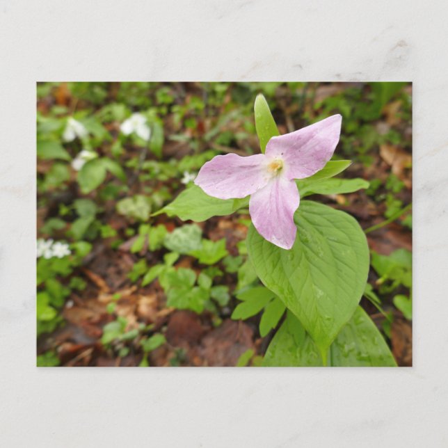 Rosa Trillium Flower Vykort (Framsida)