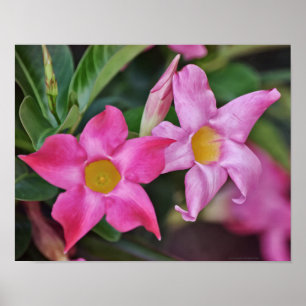 Rosa Tropical Flowers Photographic Art Print Poster