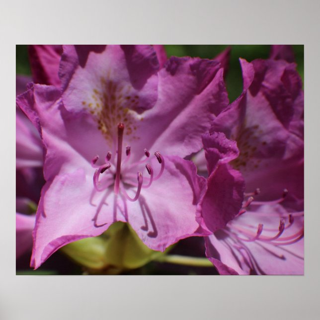 Rosa Tropical Flowers Poster (Framsidan)