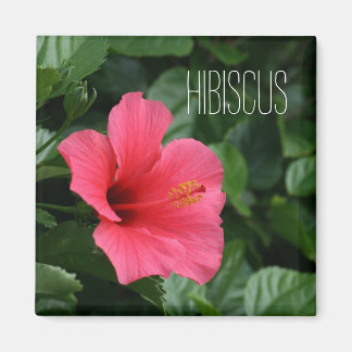 Rosa Tropical Hibiscus Magnet