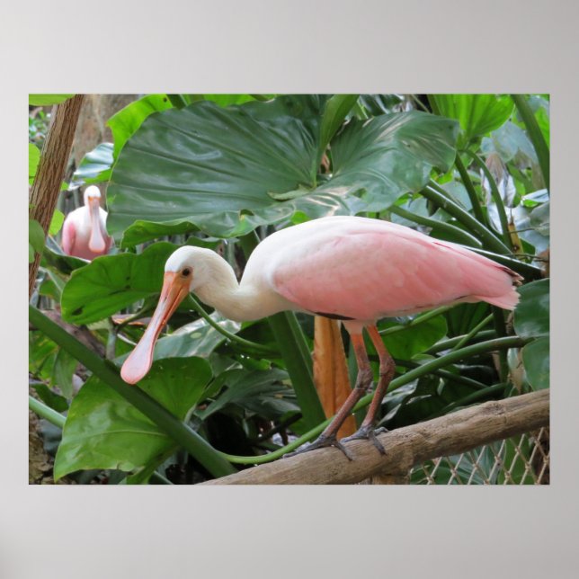 Rosa Tropical Roseate Bird Poster (Framsidan)