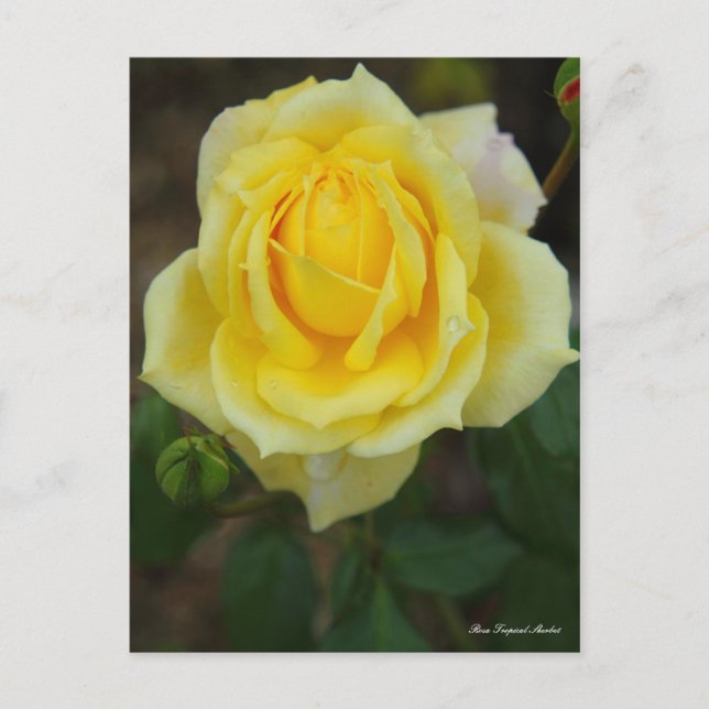 Rosa Tropical Sherbet [Postcard] Vykort (Framsida)