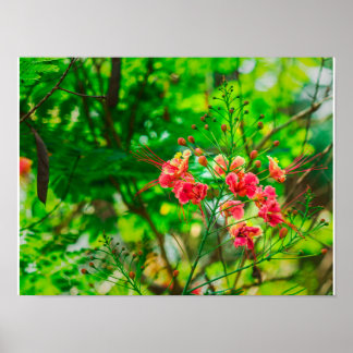 Rosa tropisk blomfotografering, Frodig grön botani Poster