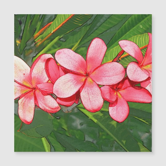 Rosa tropisk frangipani-konst (Framsida)