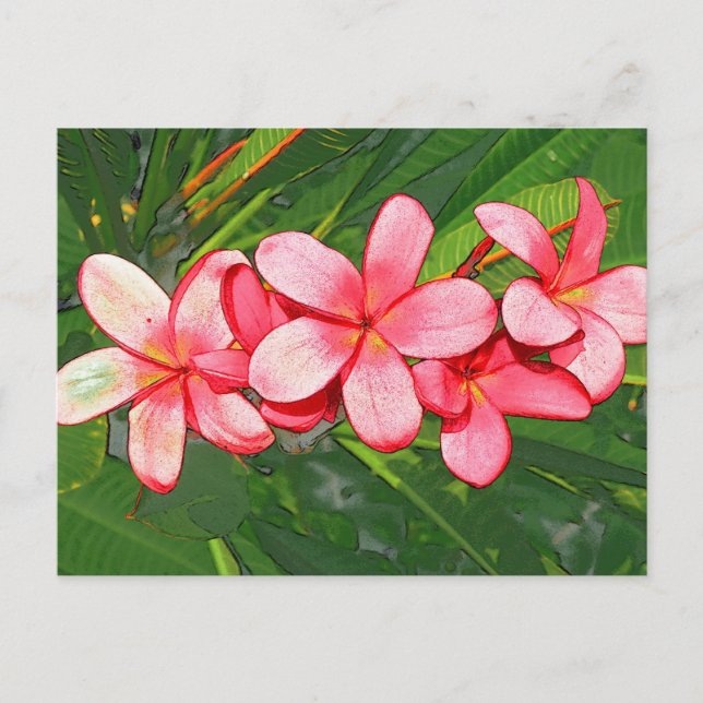 Rosa tropisk frangipani-konst vykort (Framsida)