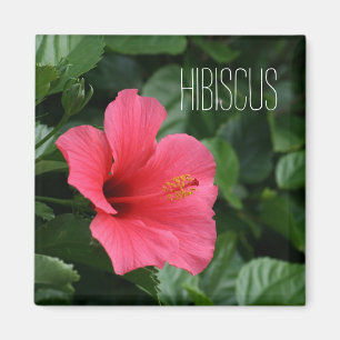 Rosa tropisk hibiskusmagnet magnet