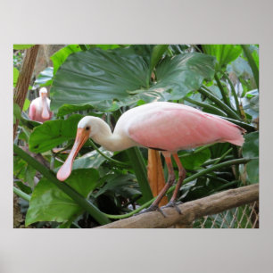Rosa tropisk Roseate fågelaffisch Poster