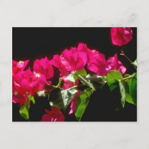 Rosa Tropiska blommor, Ocho Rios-blommor Vykort