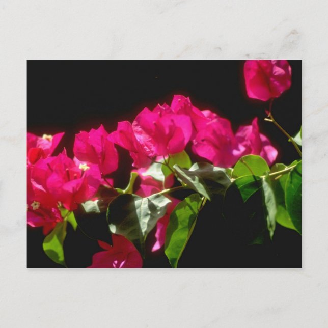 Rosa Tropiska blommor, Ocho Rios-blommor Vykort (Framsida)