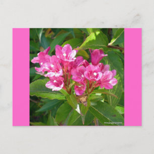 Rosa Trumpet Flowers Vykort