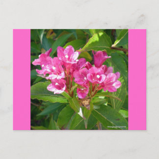 Rosa Trumpet Flowers Vykort