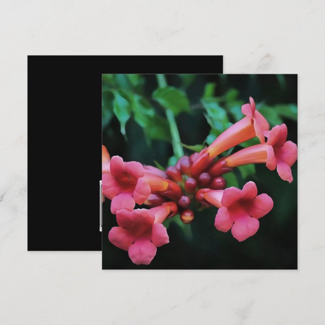 Rosa Trumpet Honeysuckle Botanical Art Inbjudningar (Fram/baksida)