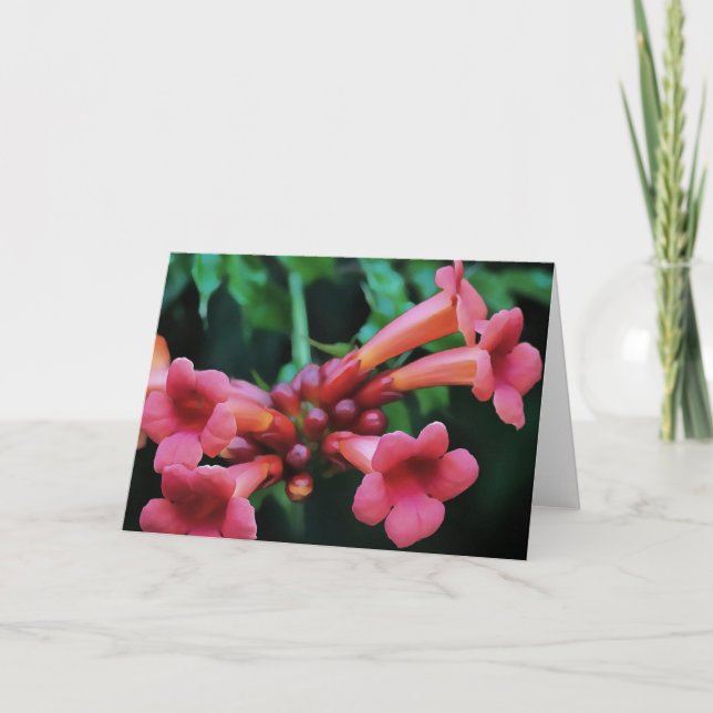 Rosa Trumpet Honeysuckle Botanical Art Kort (Framsida)