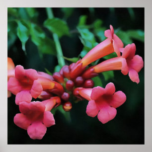 Rosa Trumpet Honeysuckle Botanical Art Poster