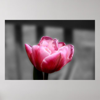 Rosa Tulip Black and white poster eller print