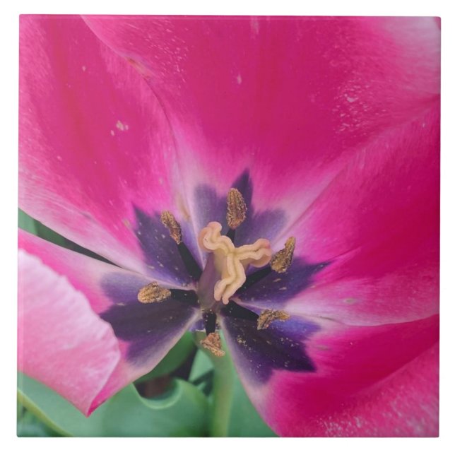 Rosa Tulip Ceramic Tile Kakelplatta (Framsidan)