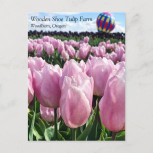 Rosa Tulip Fält med Luftballong, Oregon Post Vykort