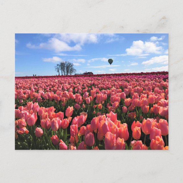 Rosa Tulip Fält med Luftballong, Oregon Vykort (Framsida)