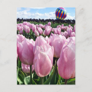 Rosa Tulip Fält med Luftballong, Oregon Vykort