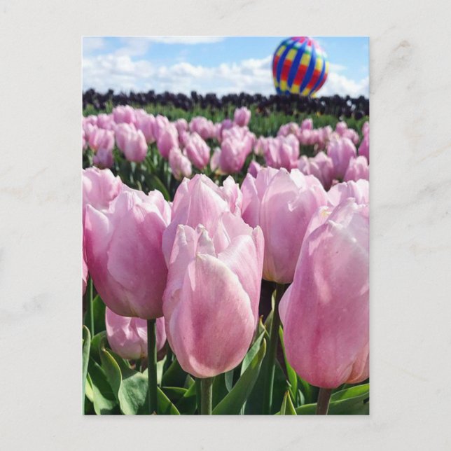 Rosa Tulip Fält med Luftballong, Oregon Vykort (Framsida)