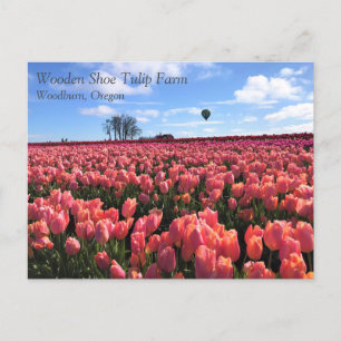 Rosa Tulip Fält med Luftballong, Oregon Vykort