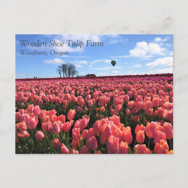 Rosa Tulip Fält med Luftballong, Oregon Vykort (Framsida)