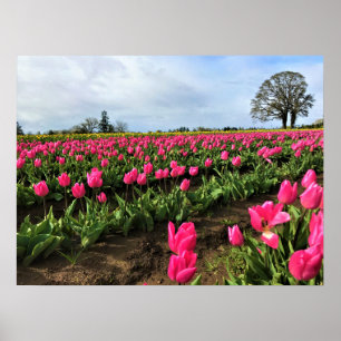 Rosa Tulip Fält, Oregon Poster