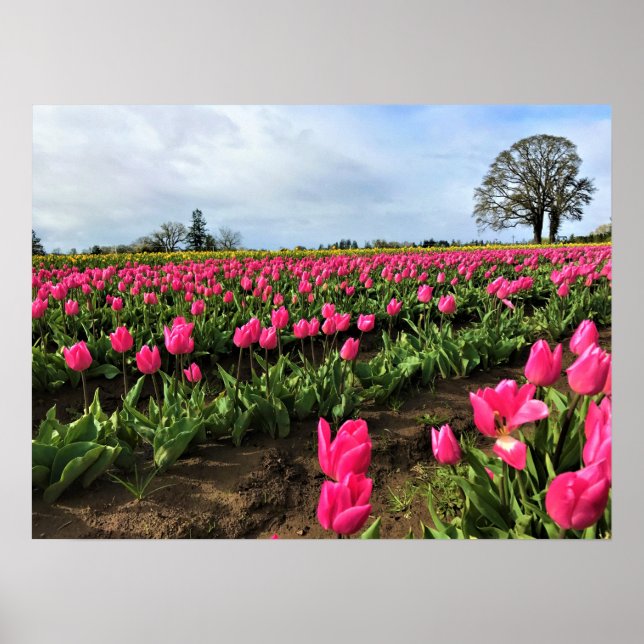 Rosa Tulip Fält, Oregon Poster (Framsidan)