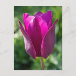 Rosa Tulip Flower Blommigt vykort