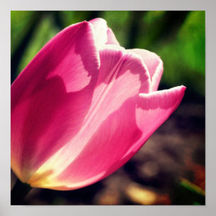 Rosa Tulip Flower in solllight Close Up Poster