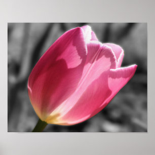 Rosa Tulip Flower Partial Färg Poster