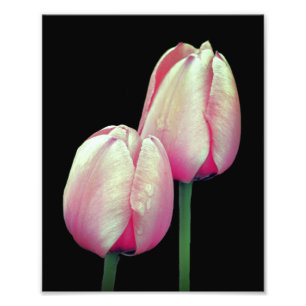Rosa Tulip Flowers 8x10 Fototryck