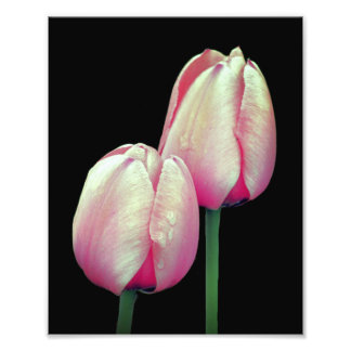 Rosa Tulip Flowers 8x10 Fototryck