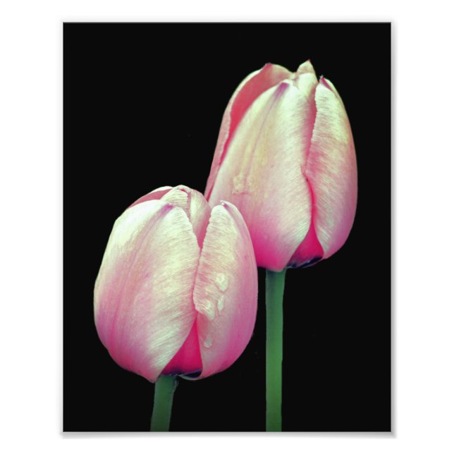 Rosa Tulip Flowers 8x10 Fototryck (Framsidan)