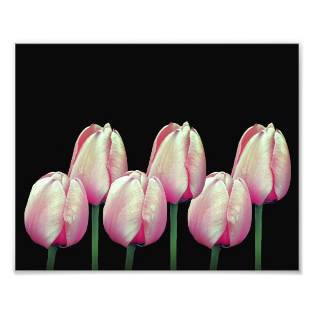 Rosa Tulip Flowers 8x10 Fototryck (Framsidan)