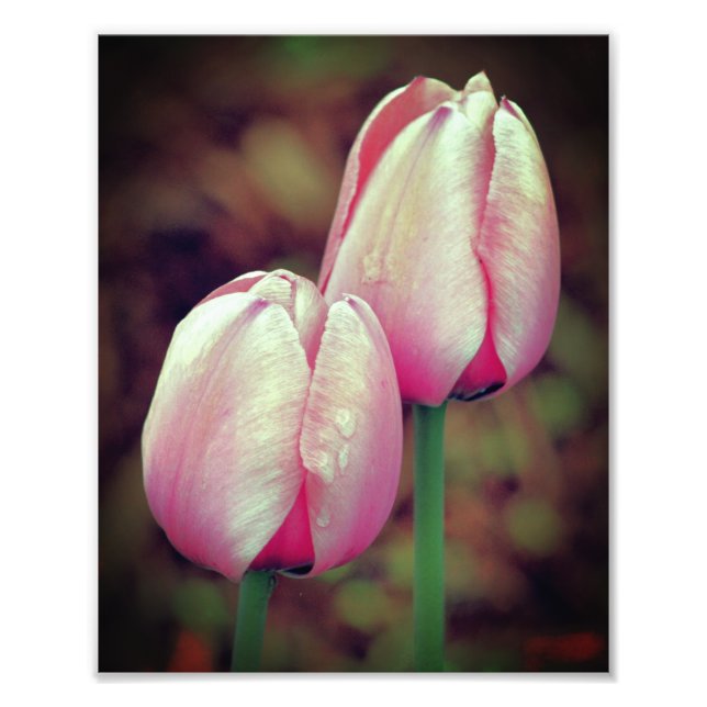 Rosa Tulip Flowers med regndroppar 8 x 10 Fototryck (Framsidan)