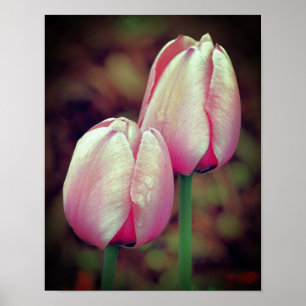 Rosa Tulip Flowers med regndroppar Poster