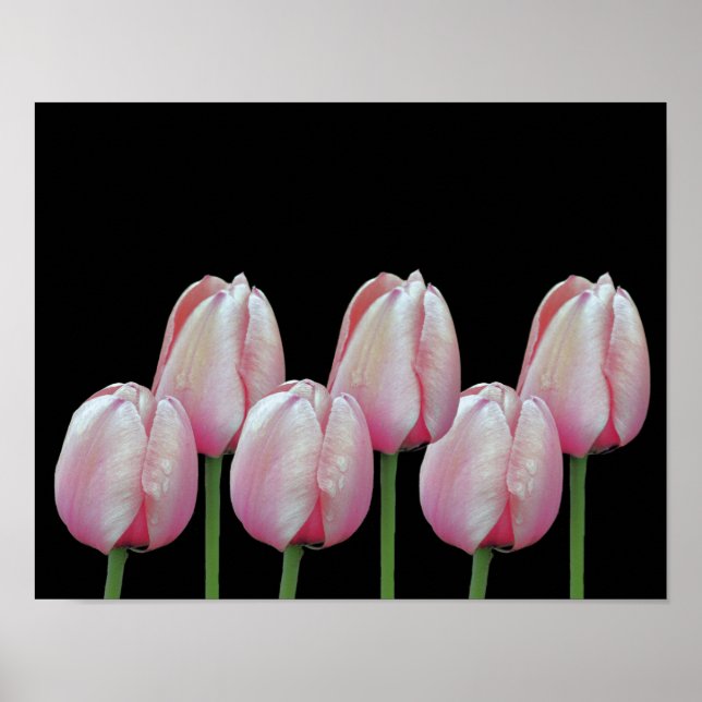 Rosa Tulip Flowers Poster (Framsidan)